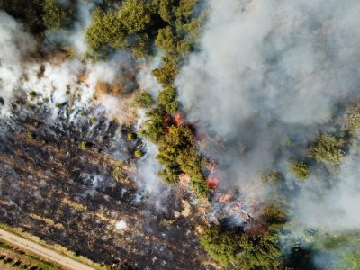 1 forestal