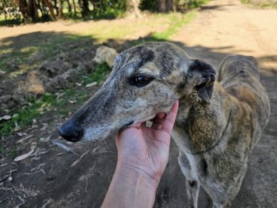 1 galgo