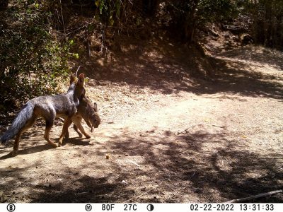 Hunter Camera
