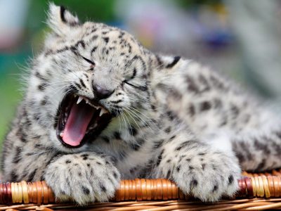 Una cría de leopardo de las nieves macho reposa en el zoo de Berlín, Alemania.Estos mamíferos se encuentran en peligro de extinción. Foto: KLAUS-DIETMAR GABBERT.