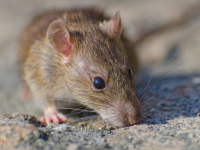 El aumento de la letalidad del hantavirus llevó al Ministerio de Salud a decretar por primera vez una Alerta Sanitaria para reforzar la vigilancia epidemiológica y la respuesta del sistema de salud.