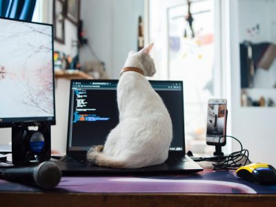 Gato doméstico observa fijamente a la cámara durante la conmemoración del Día Internacional del Gato.