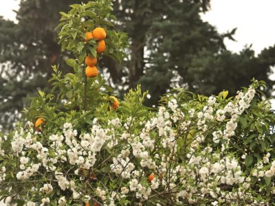 AGRICULTURA 5