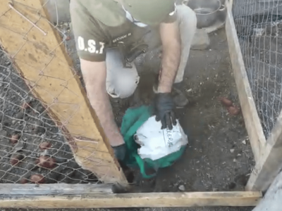 GALLINERO 1