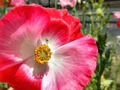 Papaver Rhoeas (Amapola) (1) (1)