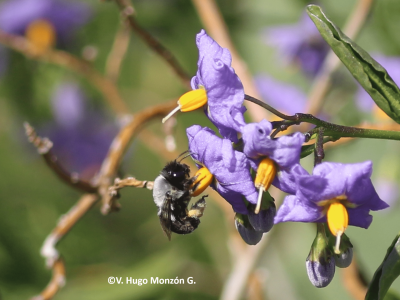 abejas 1