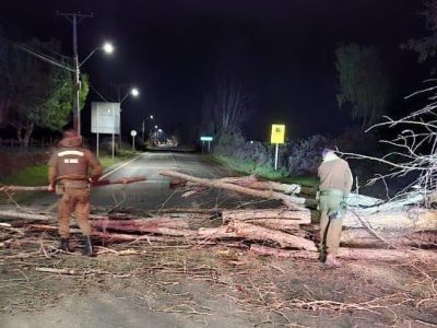 arbol san fernando