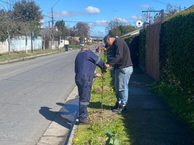 arborizacion 1