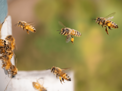 dia mundial abejas