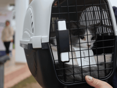 esterilizacion quinta 1