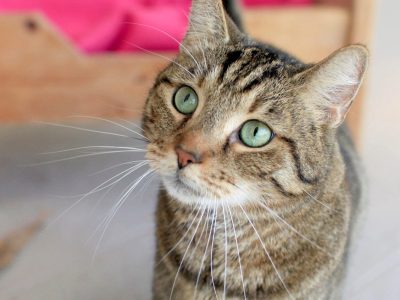 gatos 1