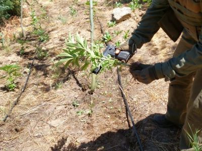 incautacion marihuana 1