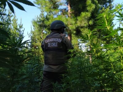 incautacion marihuana