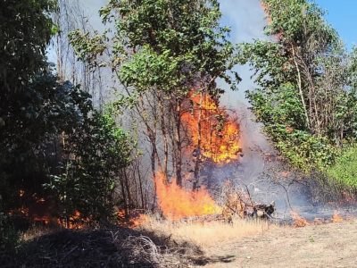 incendio forestal san vicente