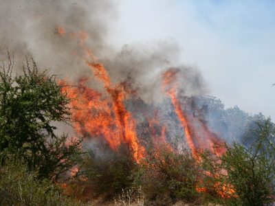 incendios forestales 1