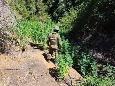 marihuana paredones 2