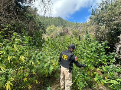 marihuana pichilemu