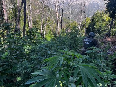 marihuana san fernando 1