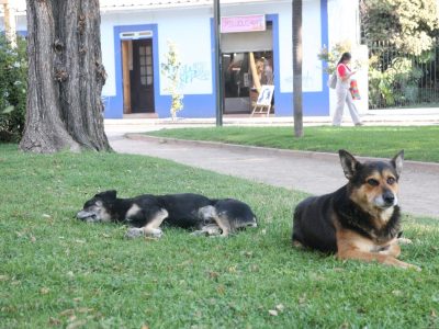 mascotas 1