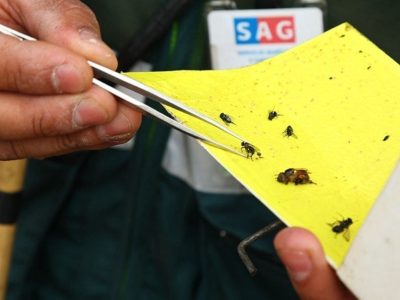 mosca fruta pelequen 1