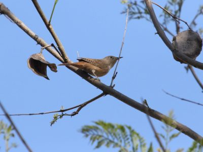 Otro pequeño que vive en estas tierras. El Chercán (Troglodytes aedon).