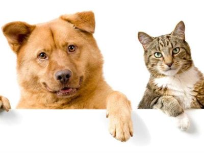perro y gato