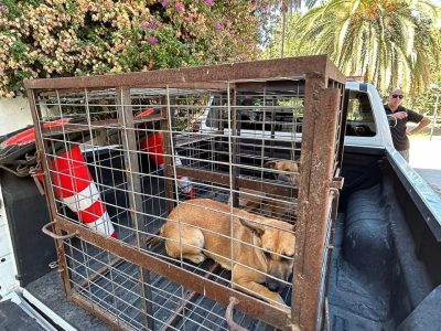 perros nancagua 1