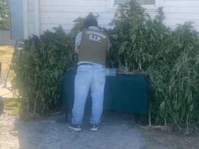 plantas de marihuana