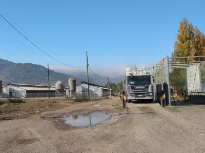 porcino nancagua 1