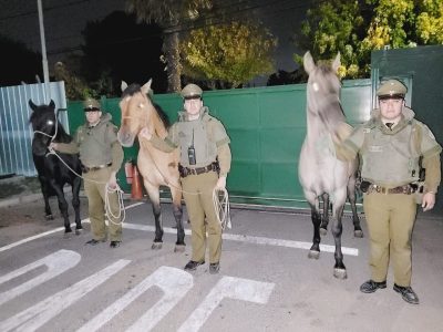 robo caballos 01