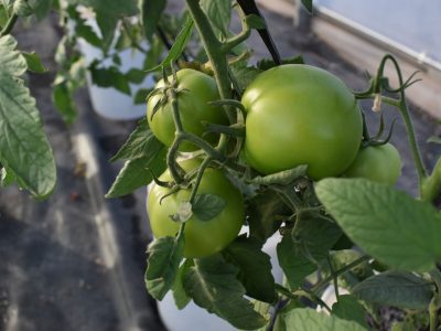 tomates estudio UOH