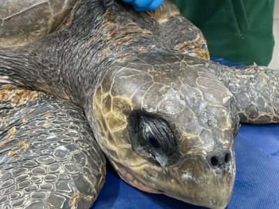 tortuga 1
